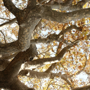 Giant plane tree